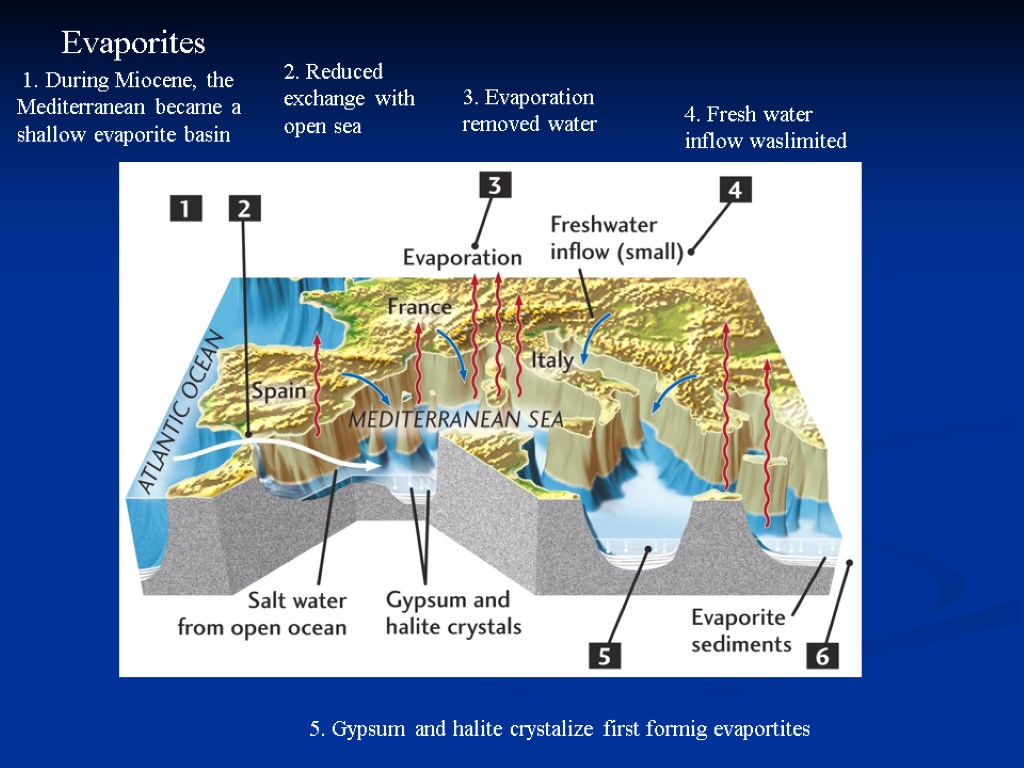 Evaporites 1. During Miocene, the Mediterranean became a shallow evaporite basin 2. Reduced exchange